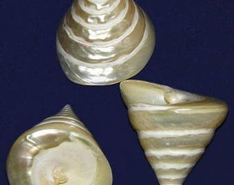 Seashells Non Polished 2 Shells With Shine Red Trochus