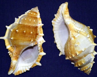 3/"-4/" Flame Auger Terebra Shells Craft Seashell Supply 3//6 Shells