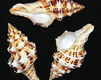 Fasciolaria Filamentosa Fusi Conch Seashells 3/"-4/" ~ 3//6 Shells