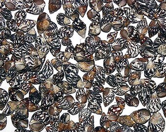 1//2/"-3//4/" Seashells per 1//2 lb. Nassa Nassarius Pyrene Craft Shells ~ 400