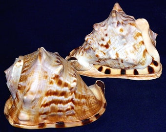 King Helmet Shell Etsy King Helmet Shell Etsy