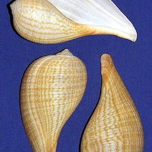 Gracilis Fig Seashell ~ Ficus gracilis  3&quot; (1 Shell)