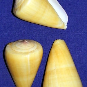 Conus Quercinus ~ Oak Cone ~ 2" Craft Seashell Supply (1 Shell)