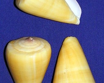 Conus Quercinus ~ Oak Cone ~ 2" Craft Seashell Supply (1 Shell)