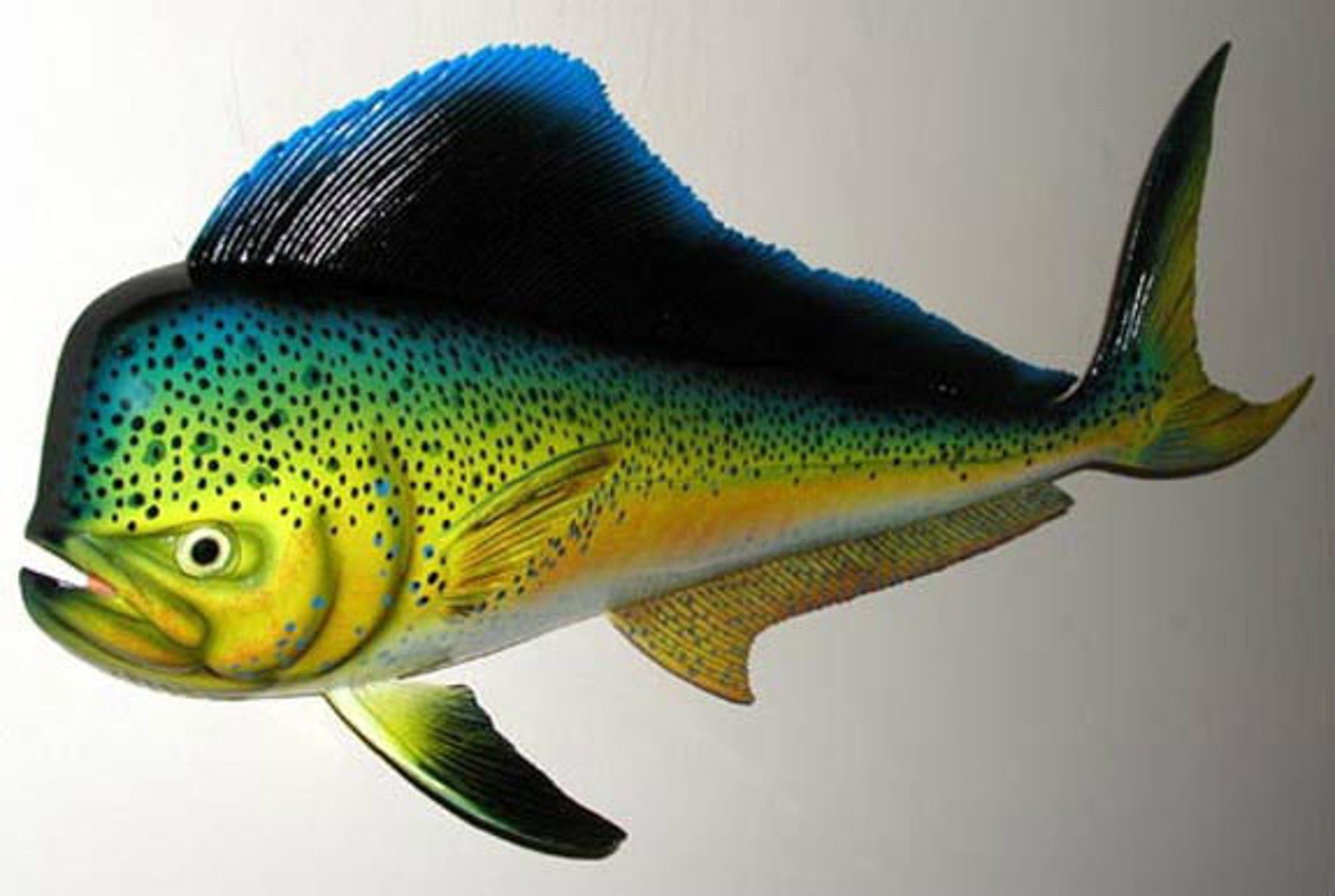 Dolphin Mahi Mahi Dorado Fish Mount 18 X 8 Wall Etsy