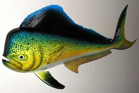 イルカ、マヒマヒ、ドラドの魚の剥製 ～18インチ×8インチ～ 壁掛け 