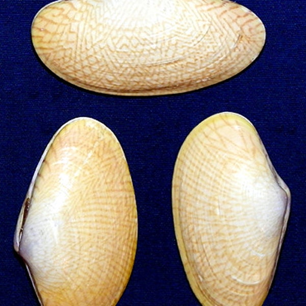 Brown Paphia Textile Nylon Clam Shell  2"-2-1/2" (2 Shells)