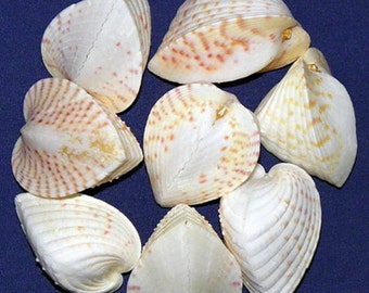 Pacific Heart Cockle~Hemi Cardium Shells-1-1/4"~Craft Seashells~(5 Shells) Mostly White