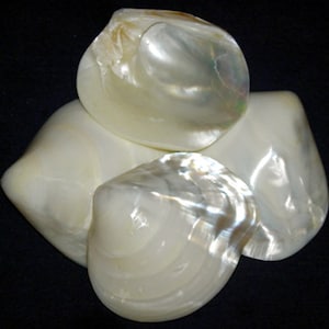 May include: Four iridescent white mother of pearl clam shells.