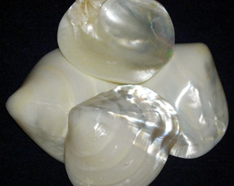 Fresh Water Half Clam Shell Pearled Polished 2"-2-1/2"~Craft Seashells~(1 Shell)