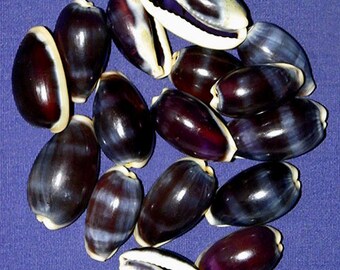 Cypraea Mauritia ~ Erones Purple Cowrie Shells ~(3/4&quot;- 1&quot;)~Craft Seashells  ( 5 Shells)