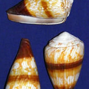 May include: Three cone-shaped seashells with brown and white stripes. The shells are arranged in a row, with the largest shell at the top and the smallest shell at the bottom.