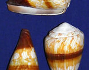 Soldier Cone Conus Miles Shell 2'-2-1/2" Craft Seashell Supply (1 Shell)
