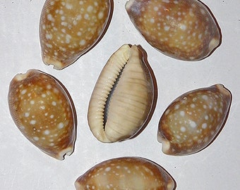 タカラガイ、貝殻、 il_340x270.3300795567_jjs4.jpg