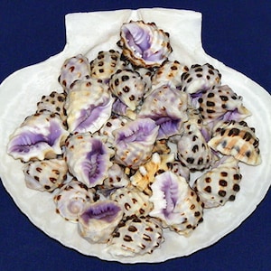 Purple Drupa Morum Shells 1"-1-1/4"~ Craft/Jewelry Seashells ~ (5 Shells)