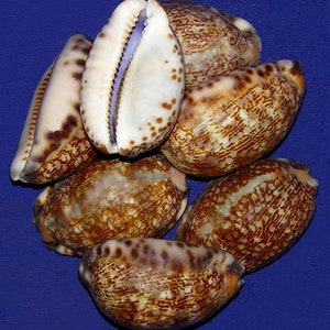 Cypraea eglantina  Cowrie Cowry Craft Seashells 2&quot; (1 Shells)