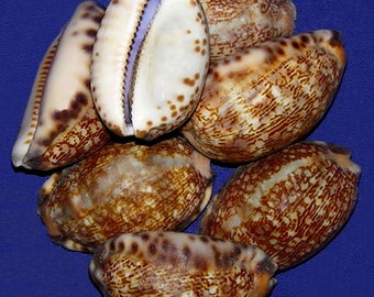 Cypraea eglantina  Cowrie Cowry Craft Seashells 2" (1 Shells)