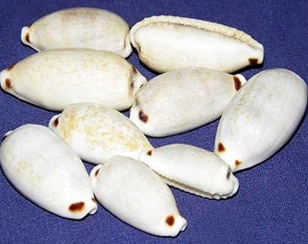 Cypraea quadrimaculata Four-Spotted Cowry Shell 18/26mm. ~ Specimen Collector Seashell ~ (Each) ~