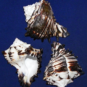 Black Murex Shell ~ 3&quot; (1 Shell)
