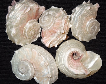 Pearled Delphinula Lacinata Shell 1-1/2" - 2” ~ Craft Seashells (1 Shell)