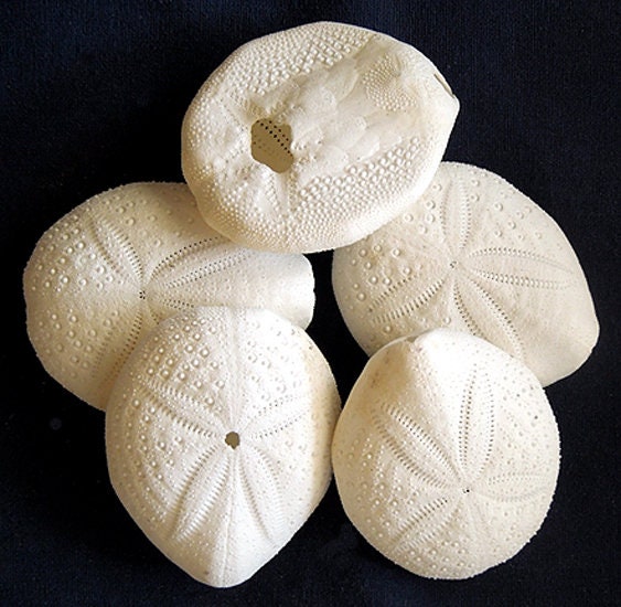 Large 3-3.5 Sand Dollars Beach Wedding Decor BULK Special