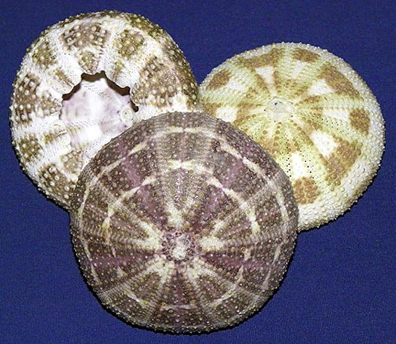 Dried Alfonso Gator Sea Urchinechinometra Etsy