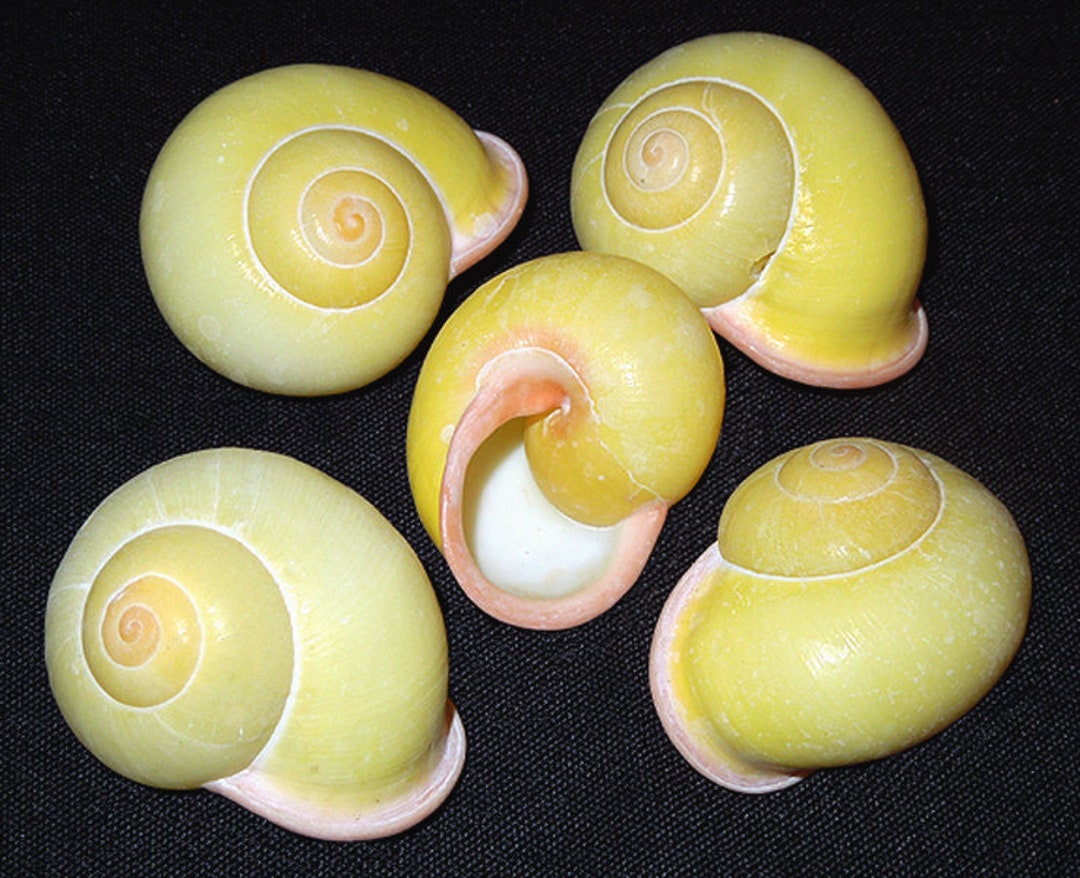 Hellos Snail CGカラー Yellow Land Snail Calocochlia Festiva 1-1/2
