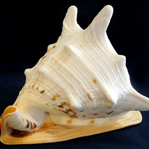Cassis Cornuta Queen Horned Helmet Shell 8-1/2 X 5-3/8 X 2lb.11oz.Minor imperfections will exist1 Shell image 2