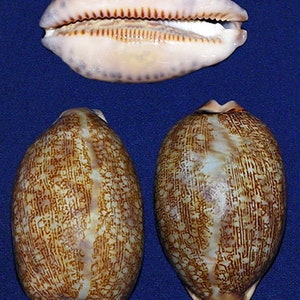 Cypraea Mauritia arabica Cowry Seashell  2&quot; (1 Shells)
