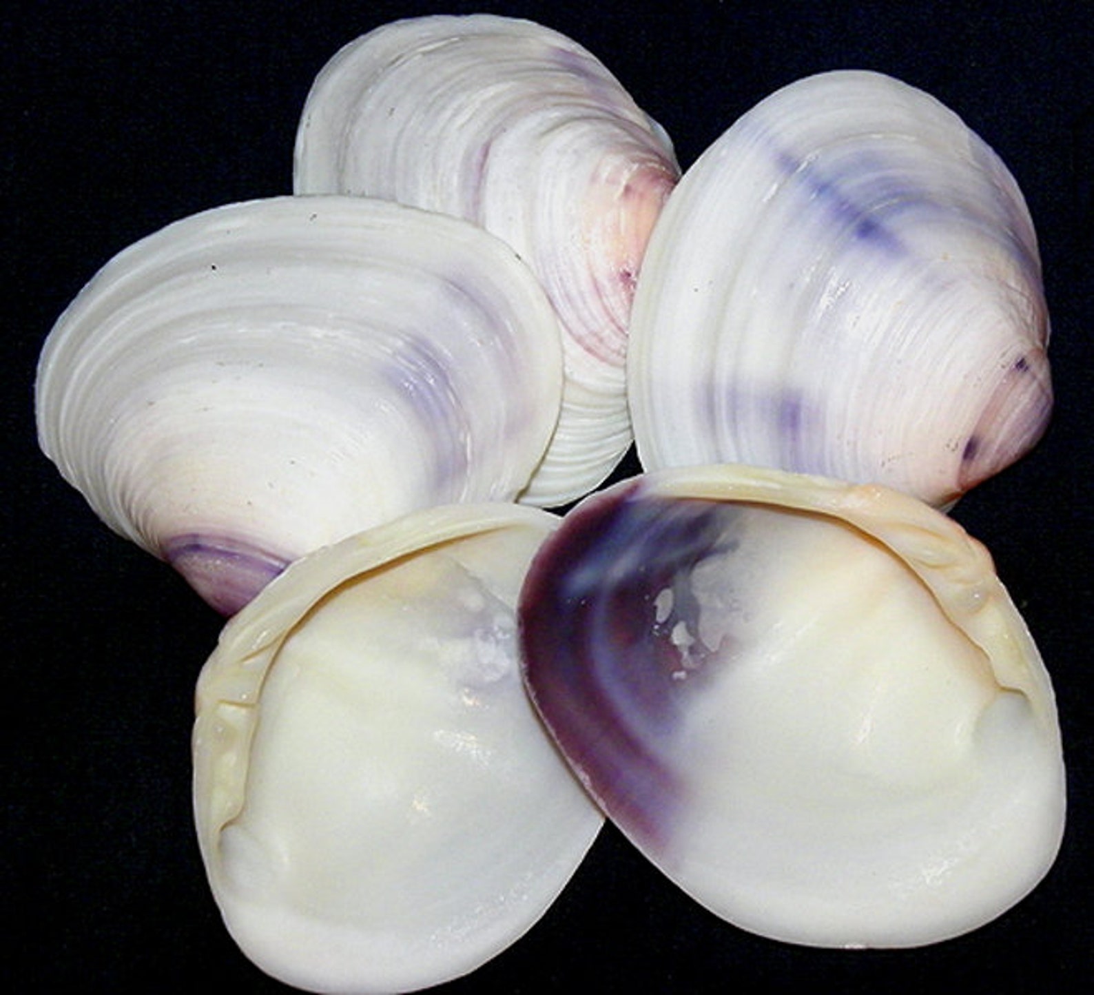 Purple Clam Half Shells Natural not Polished 23 Cleaned and Edged for