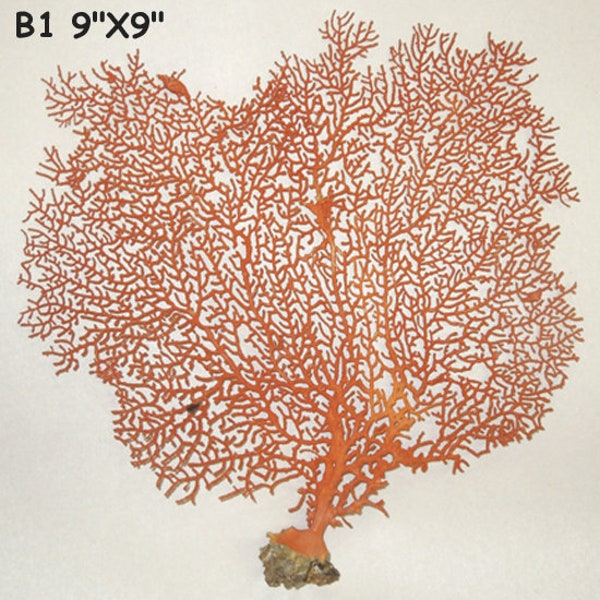 Natural Dried Real Seafan Sea Fan ~ Orange, Rust Color ~ Select Various Size ~  Measured  Length X Width.