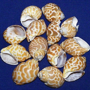 Pode incluir: Uma coleção de 12 conchas com um padrão de manchas marrons e brancas. As conchas estão dispostas em um padrão aleatório sobre um fundo azul.