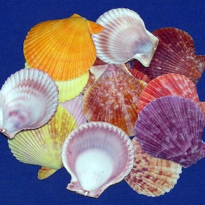 Puede incluir: Una colección de conchas de vieira coloridas en varios tonos de rosa, morado, naranja y amarillo. Las conchas están dispuestas en una pila sobre un fondo azul.