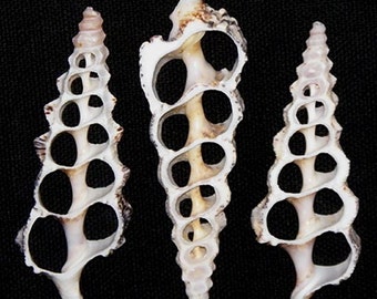 Center Cut Sliced Knobby Cerithium Nodolosum Craft Shells ~ 3"~  (5 Shells)