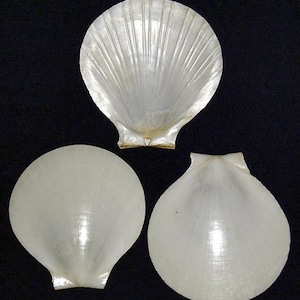 May include: Three white scallop shells, two with smooth surfaces and one with a ribbed surface.