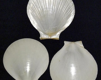 White Flat Sun Moon Scallop Half Shells ~ Cockle,Pecten~Craft Seashells ~ (2-1/2&quot;-3&quot;)  ~ (10 Shells)