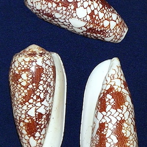May include: Three cone shells with a white and brown patterned design. The shells are arranged in a row on a blue background.