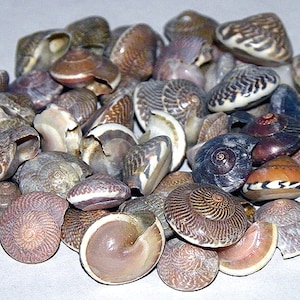 Natural Umbonium Craft Seashells 1/2" (India) (Approx. 400 Shells to 1/2 lb.)