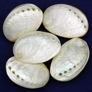 Peut inclure: Cinq coquilles d'ormeau blanches irisées avec des trous percés autour des bords. Les coquilles sont lisses et ont un éclat nacré.