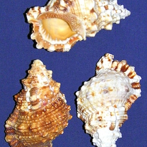 Puede incluir: Tres conchas con patrones marrones y blancos. Las conchas son en espiral y tienen una textura rugosa.