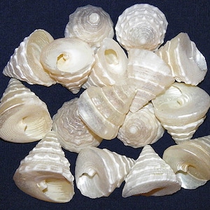 May include: A collection of small, pearly white seashells with spiral and conical shapes. The shells have a textured surface and varying sizes, arranged against a dark blue background. Ideal for beach-themed decor or craft projects.