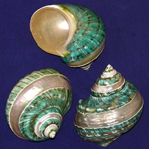May include: Three green and white seashells with iridescent interiors. The shells have a spiral shape and are arranged in a triangular pattern.