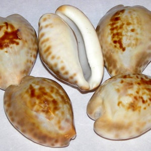 Cypraea Teulerei Cowrie Seashell ~ Approx. (1-3/4&quot;/43mm.) Specimen Collector Shell (1 Shell)