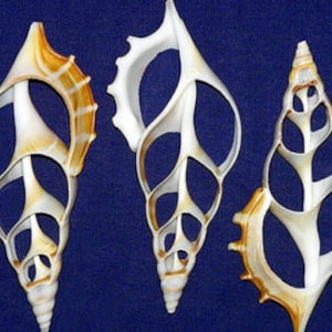 Puede incluir: Tres conchas intrincadas con un diseño de celosía. Las conchas son de color marrón claro con un toque de naranja.