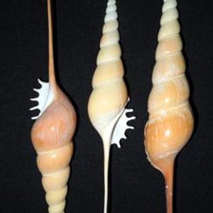 Puede incluir: Tres conchas marinas con formas alargadas y espirales en tonos beige, crema y naranja. Cada concha tiene una espira larga y delgada y una superficie texturizada. Las conchas se exhiben sobre un fondo negro.