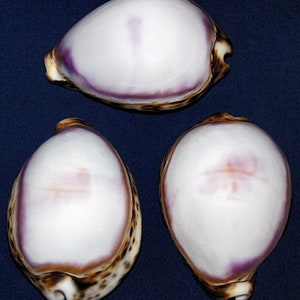Tiger Cowrie Cowry Cypraea Shell ~White With Traces of Pink/Brown ~ 2-1/2&quot;- 3&quot;~Craft Seashell (1 Shell)