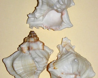 Murex Virginis ~ Virqenues Shells~ 2-1/2"-3" Craft Seashells Supply (1 Shell)