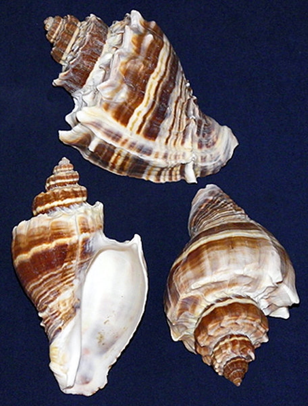 Florida King's Crown Conch Shell (melongena Corona)~ 4" (1 Shell) - Etsy