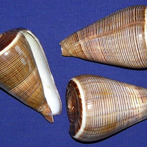 May include: Three brown and white cone-shaped seashells with a striped pattern. The shells are on a blue background.