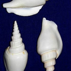 May include: Three white seashells with a spiral pattern. The shells are arranged in a row on a blue background.
